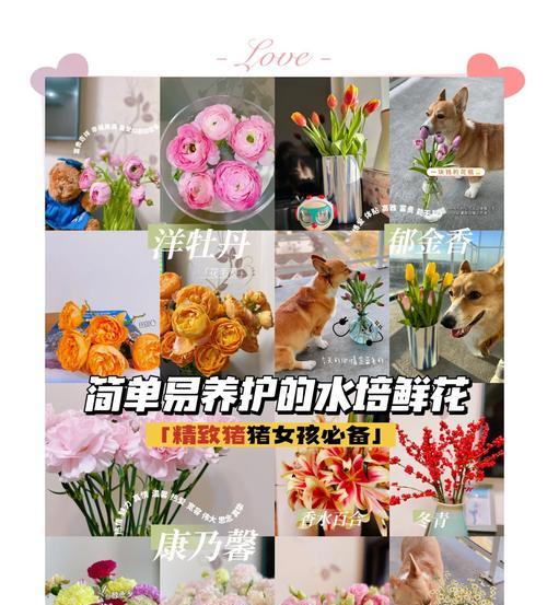 如何用水培法在大口玻璃瓶中养花？