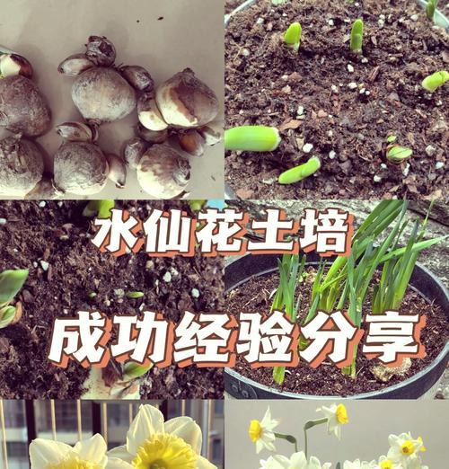 如何用水培法在大口玻璃瓶中养花？