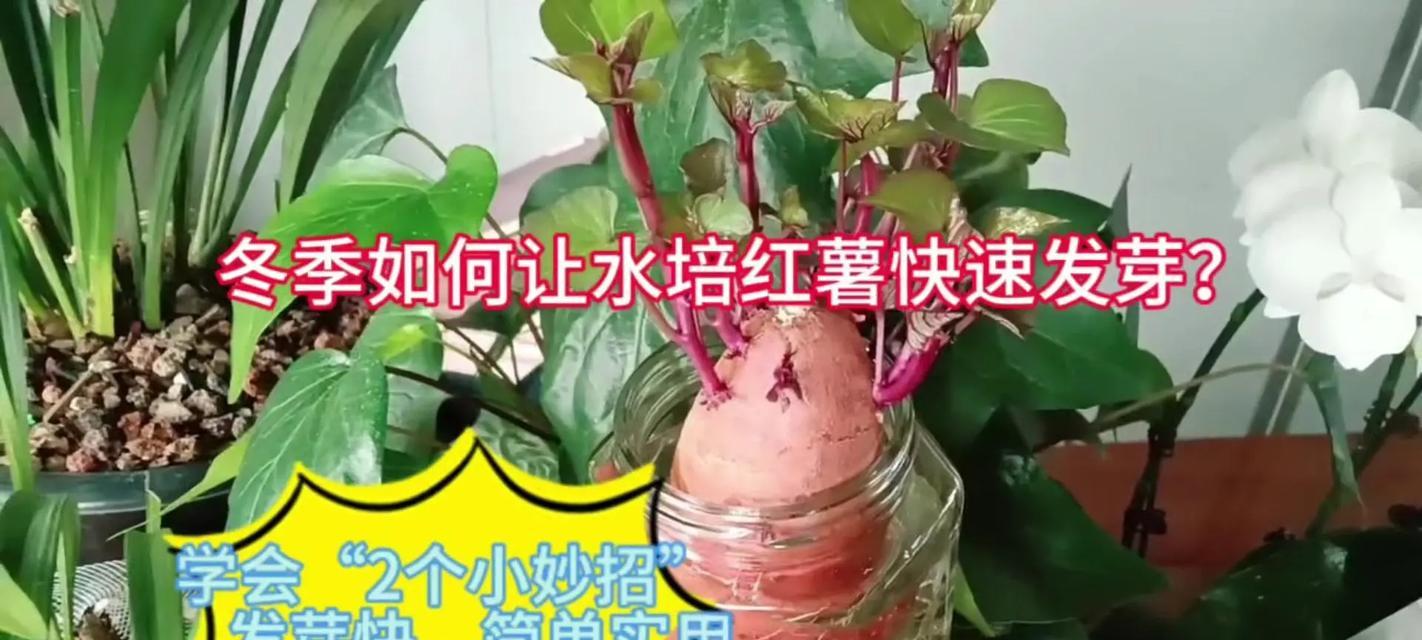 如何用水培法在大口玻璃瓶中养花？