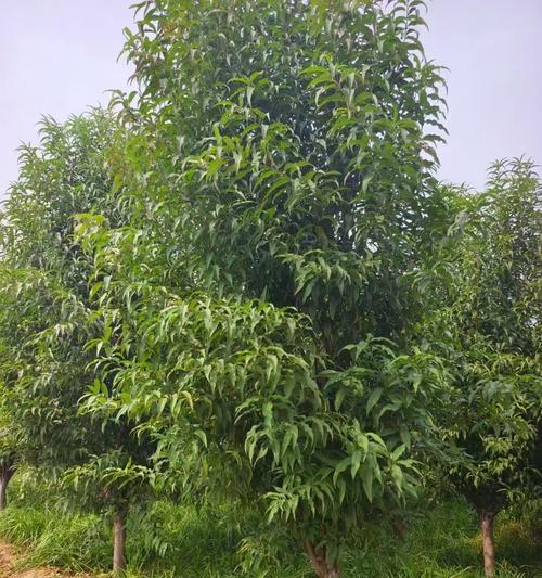 一根花枝能传达什么信息？