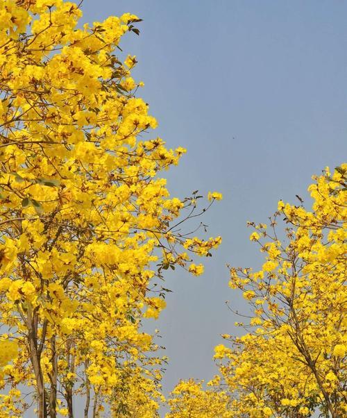 一根花枝能传达什么信息？