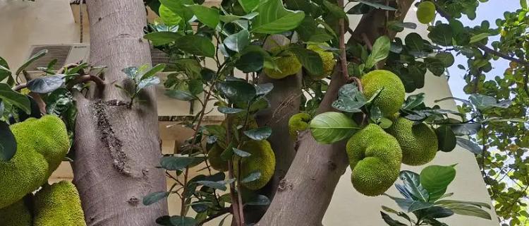 菠萝蜜盆栽种植需要注意什么？如何提高成活率？