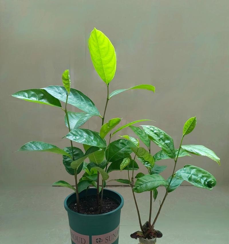 菠萝蜜盆栽种植需要注意什么？如何提高成活率？