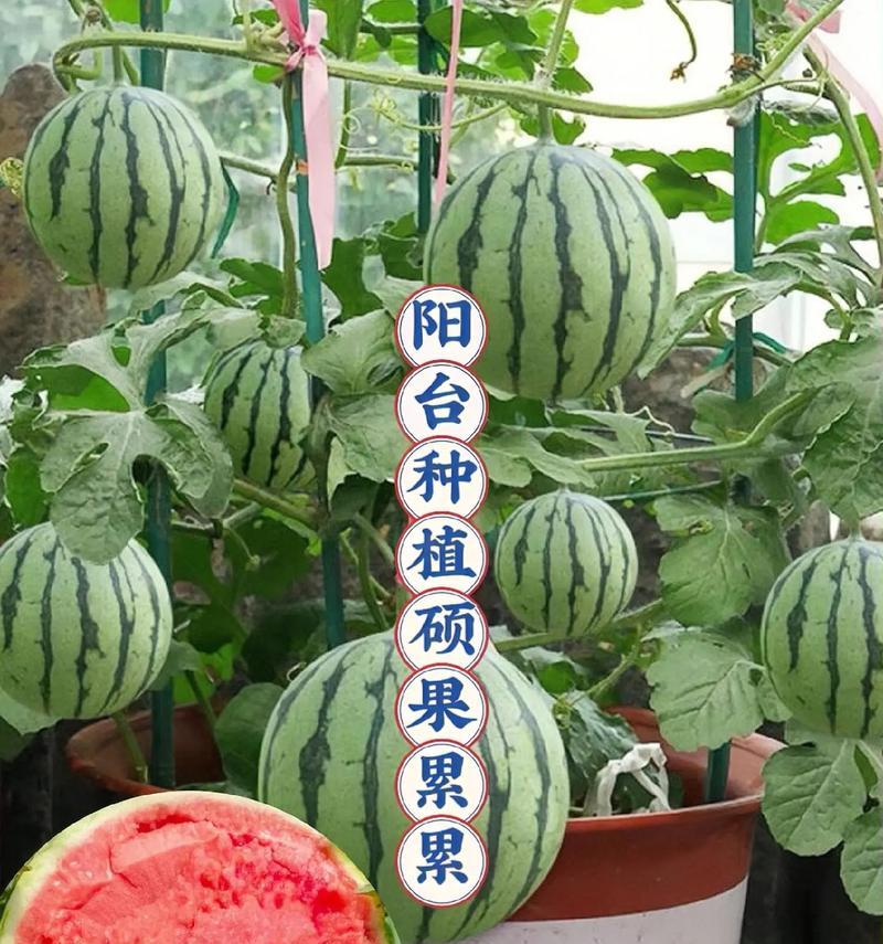盆栽西瓜种植几棵最为适宜？