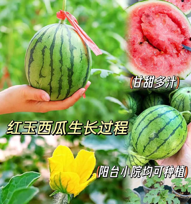 盆栽西瓜种植几棵最为适宜？