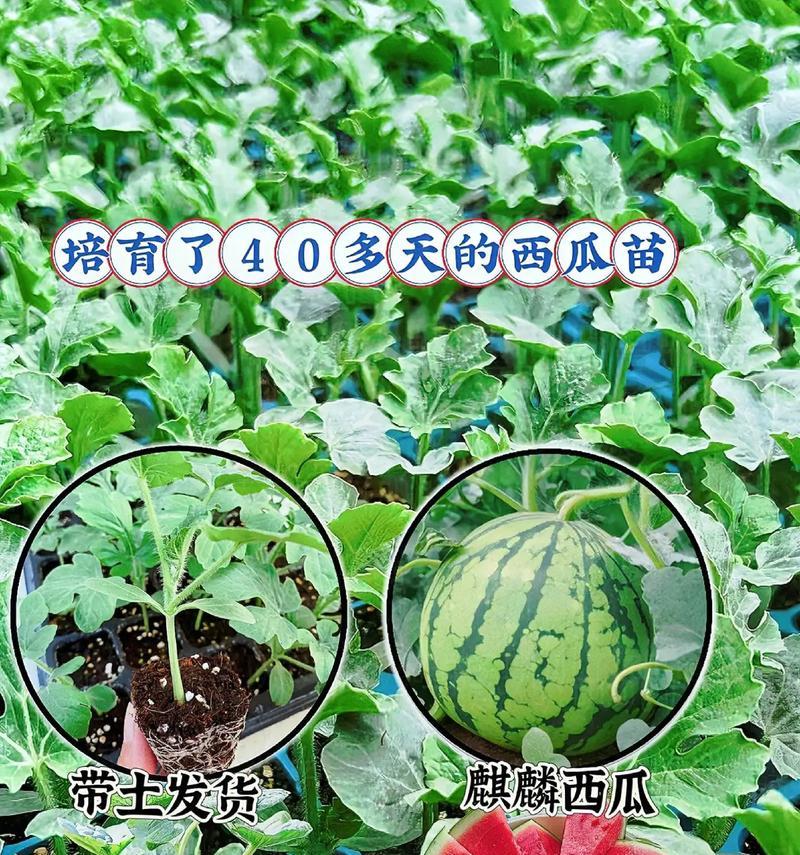 盆栽西瓜种植几棵最为适宜？