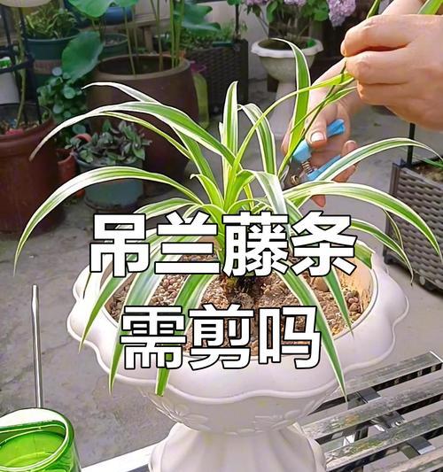 吊兰长得过大的处理方法是什么？如何修剪？