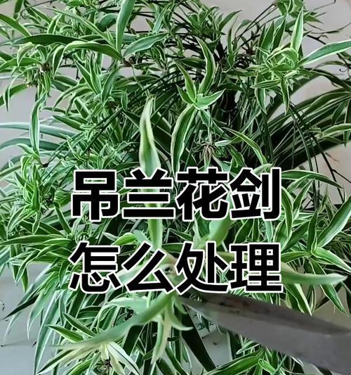 吊兰长得过大的处理方法是什么？如何修剪？