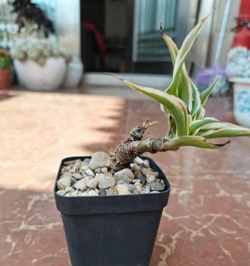 吊兰长得过大的处理方法是什么？如何修剪？