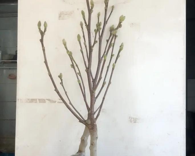 盆栽桃树截杆矮化的最佳时机是什么时候？矮化后如何管理？