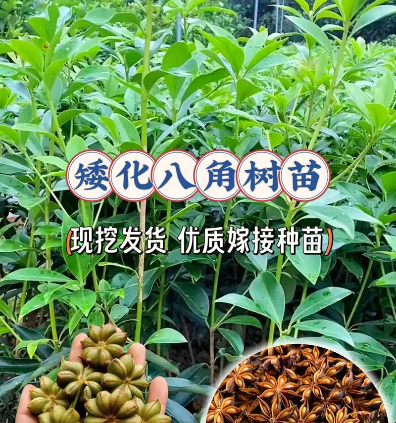 盆栽桃树截杆矮化的最佳时机是什么时候？矮化后如何管理？