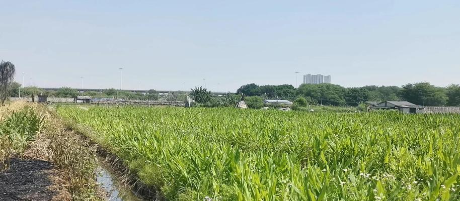 姜花的种植方法是什么？如何确保其顺利发芽？