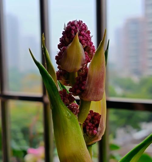 铁树开花的花语和寓意是什么？