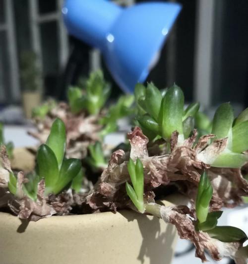 玉露徒长后如何恢复？