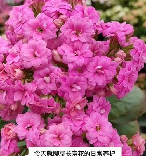 长寿花的日常管理要点是什么？