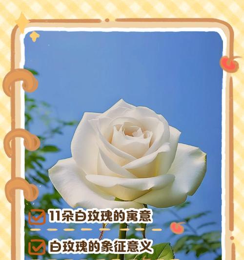 男生送玫瑰给女生有何深意？