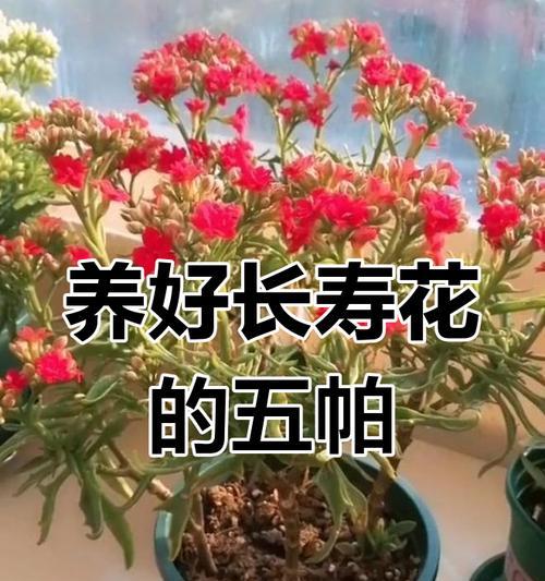 长寿花的日常管理要点是什么？