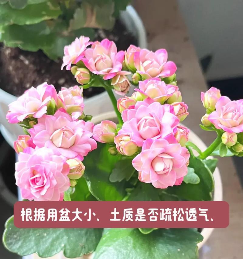 长寿花的日常管理要点是什么？