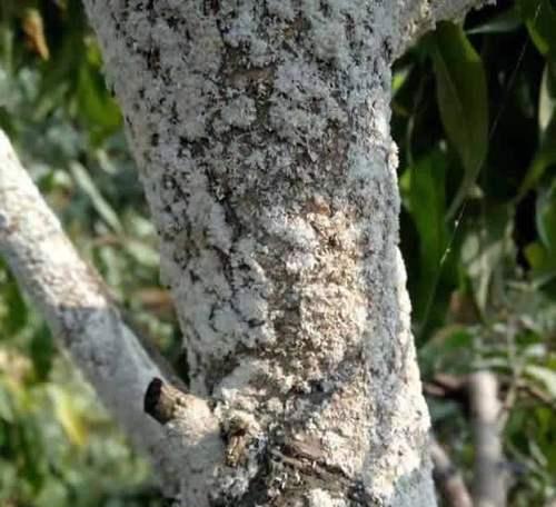 多肉植物白色介壳虫的防治方法是什么？