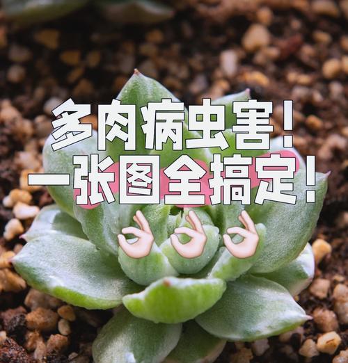 多肉植物白色介壳虫的防治方法是什么？