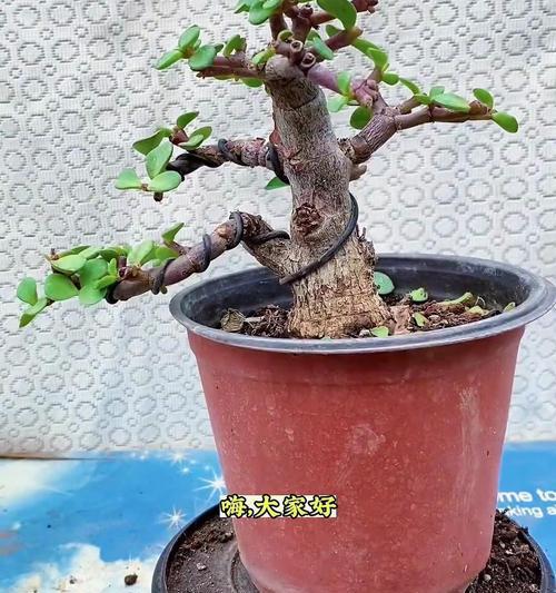 盆栽换土的正确步骤是什么？需要注意什么？