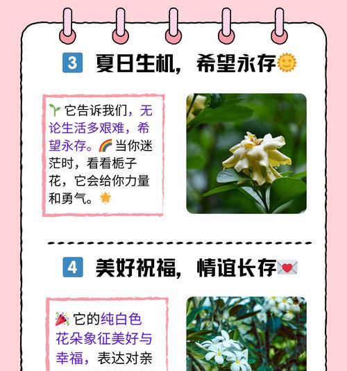 动漫中哪个形象的花语寓意爱？