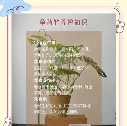 盆竹的养护技巧是什么？如何保持其生长旺盛？