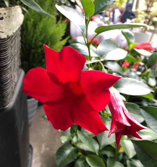 万里香的花语是什么？它在情感表达中扮演什么角色？