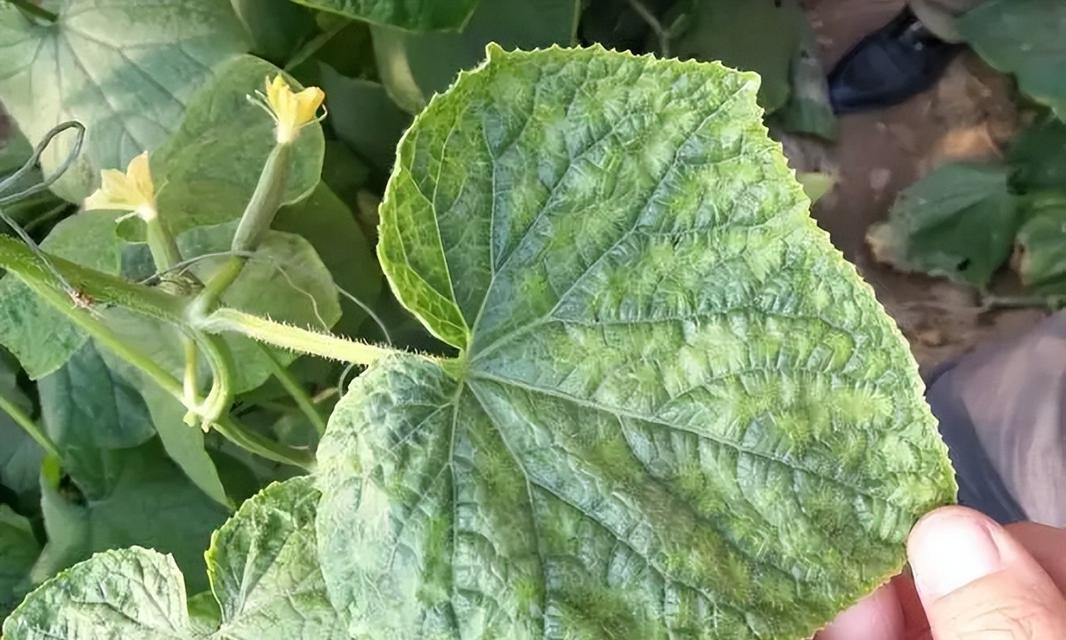 牡丹吊兰出现虫害怎么办？有效防治方法有哪些？