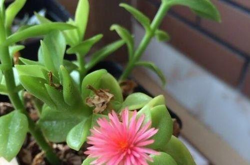 牡丹吊兰出现虫害怎么办？有效防治方法有哪些？