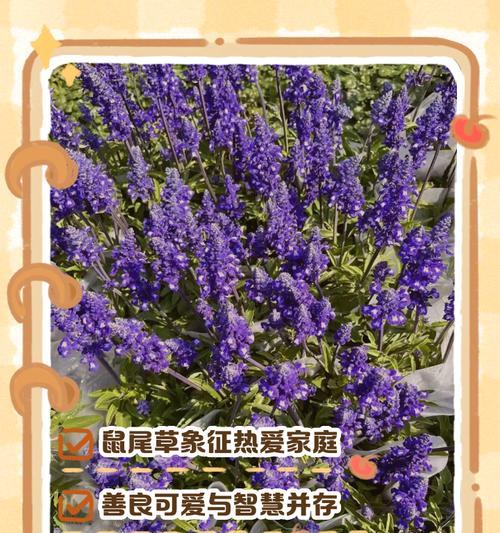 鼠的花语与生肖鼠有何联系？