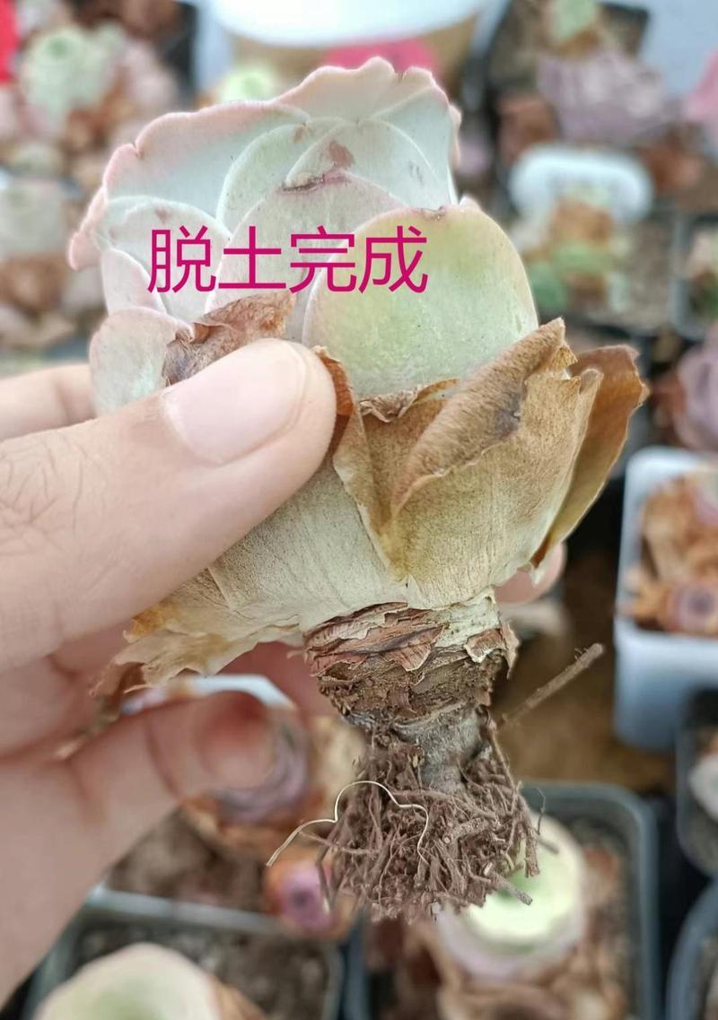 山地玫瑰栽培的土壤选择有哪些？