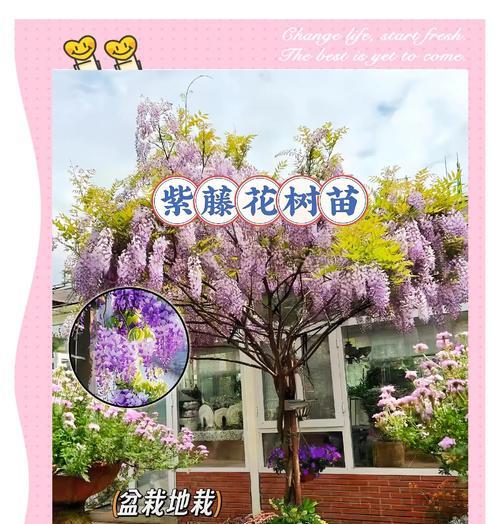 花语中寓意美好的幻想是什么？有哪些花代表这种感觉？