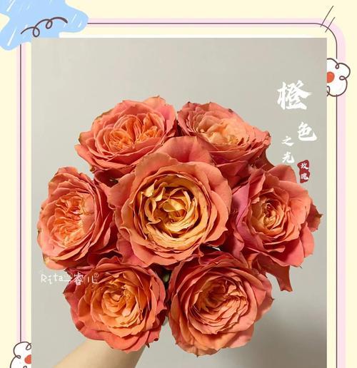玫瑰花枝的修剪和养护要点是什么？如何保持玫瑰花枝的活力？