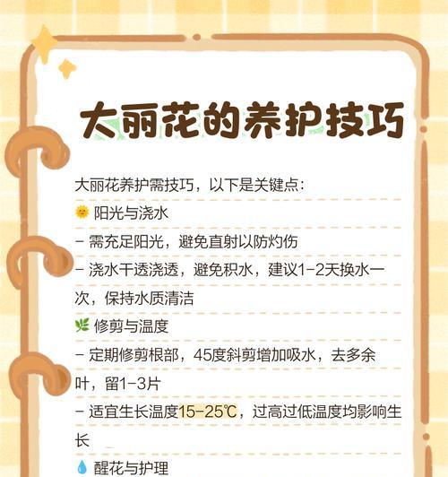 大力花不同颜色的花语分别是什么？