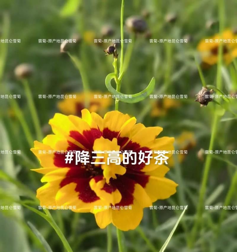 夏菊的花语和寓意是什么？它代表了哪些情感？
