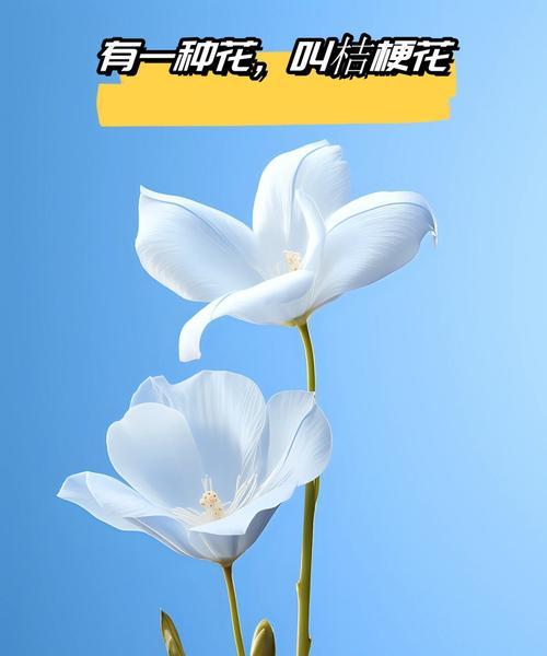 夏菊的花语和寓意是什么？它代表了哪些情感？