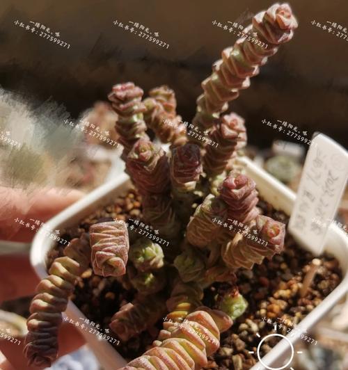樱水晶养护技巧有哪些？