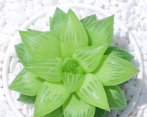 樱水晶养护技巧有哪些？