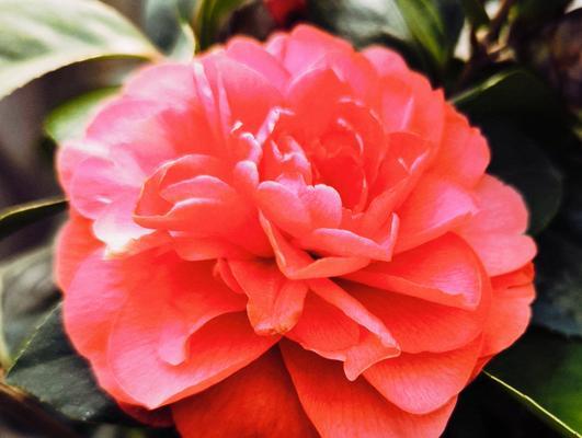 花语中颜色代表什么？什么颜色的花才能开？