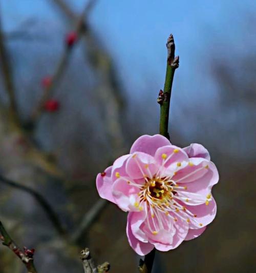 冬天梅花常见的颜色有哪些？梅花的颜色变化有何意义？