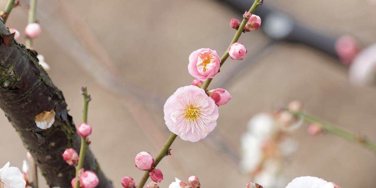 冬天梅花常见的颜色有哪些？梅花的颜色变化有何意义？