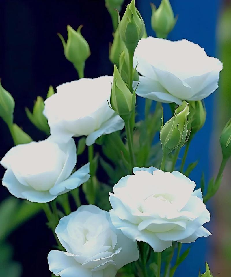 花语中颜色代表什么？什么颜色的花才能开？