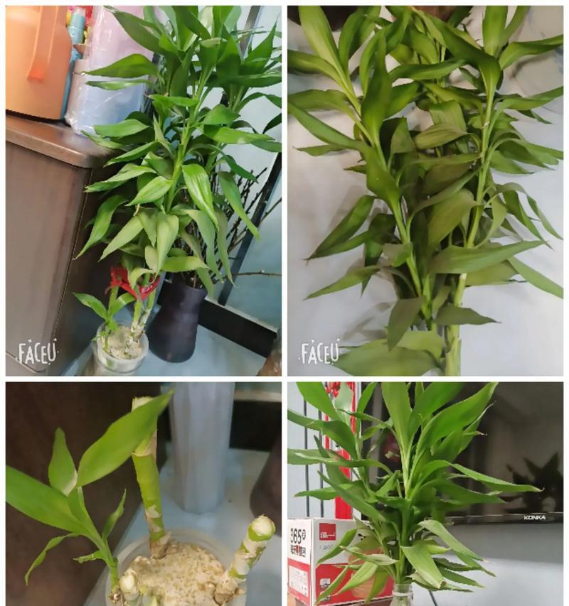 富贵竹的根烂了怎么办？富贵竹根部腐烂的处理方法是什么？
