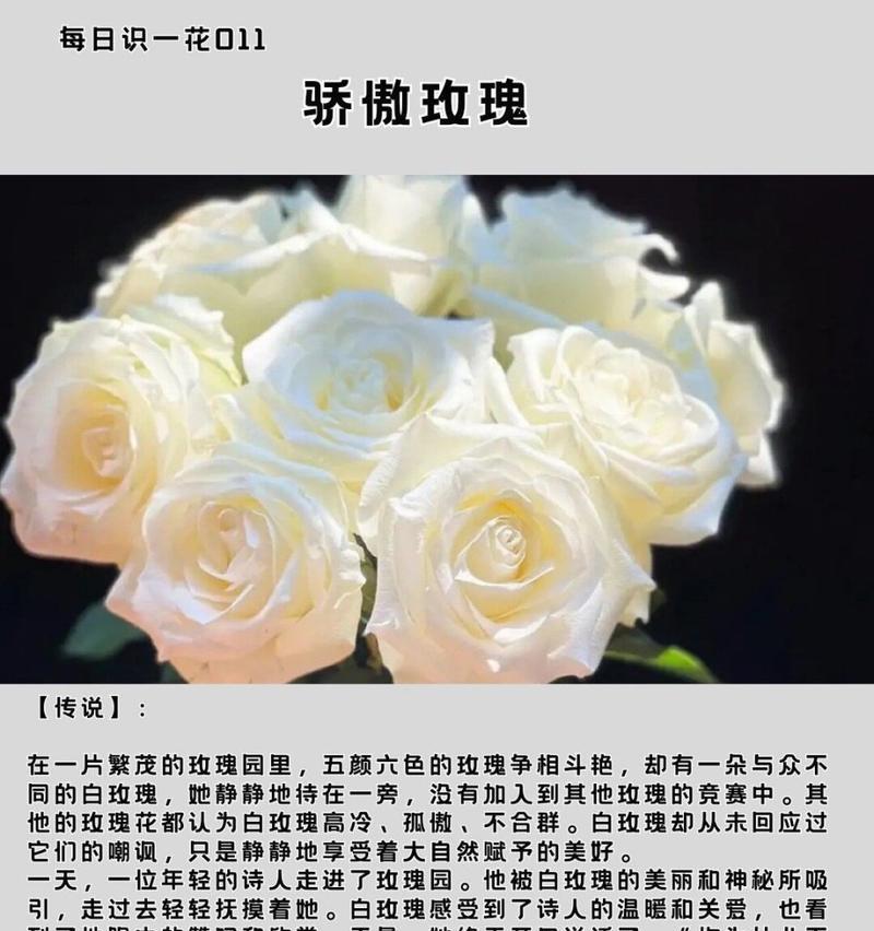 各颜色玫瑰的花语是什么意思啊？不同颜色玫瑰的象征意义是什么？