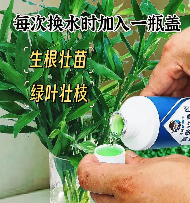 富贵竹的根烂了怎么办？富贵竹根部腐烂的处理方法是什么？