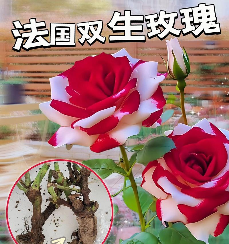 各颜色玫瑰的花语是什么意思啊？不同颜色玫瑰的象征意义是什么？