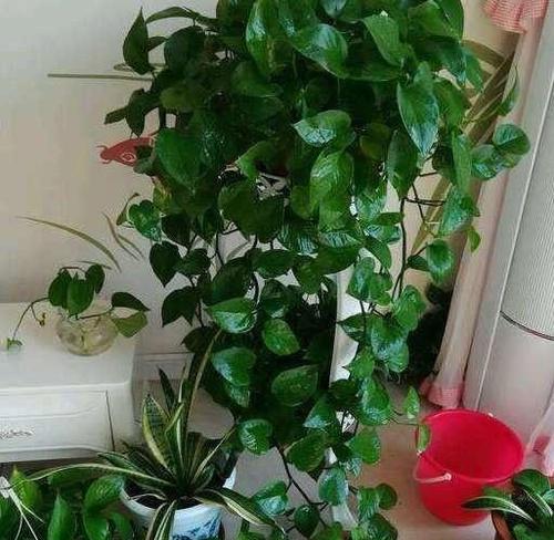 绿罗叶子发黑是什么原因？如何处理？