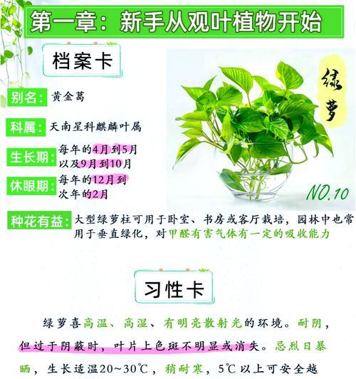 绿罗叶子发黑是什么原因？如何处理？