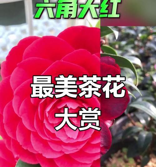 茶花的品种和特征有哪些？